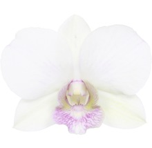 Close-up van een enkele witte orchidee.