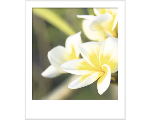 Ingelijste afbeelding van Frangipani bloemen