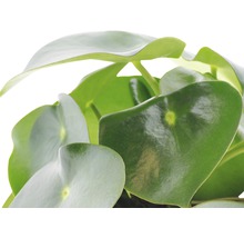 Chinese geldplant met ronde bladeren