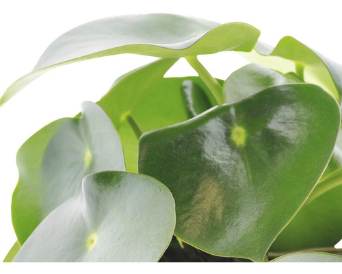 Chinese geldplant met ronde bladeren
