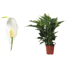 FLORASELF Lepelplant Spathiphyllum potmaat Ø 21 cm H 90-105 cm-thumb-1