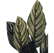 Calathea Ornata kamerplant met gestreepte bladeren
