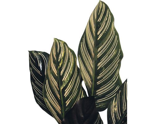 Calathea Ornata kamerplant met gestreepte bladeren