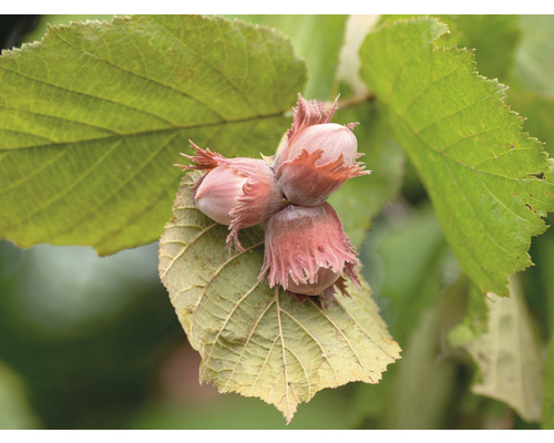 FLORASELF Hazelaar Corylus fructo maxima 'Wunder von Bollweiler' potmaat Ø 20 cm H 80-100 cm