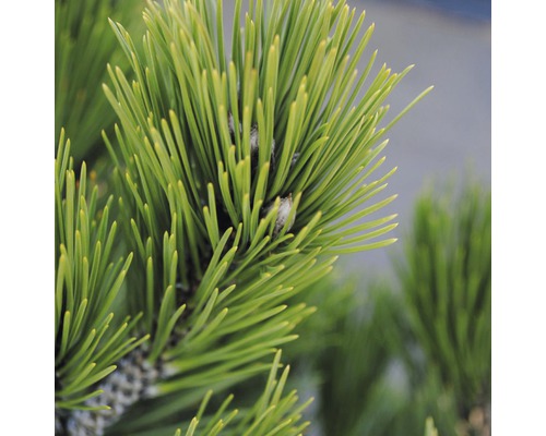 FLORASELF® Bosnische den Pinus heldreighii 'Compacta Gem' potmaat Ø21 cm