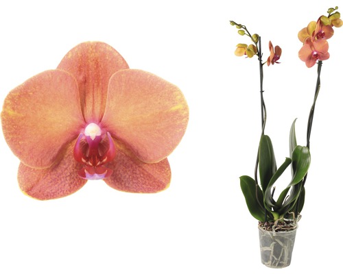 Makkelijk te verzorgen orchidee in pot met bloemen