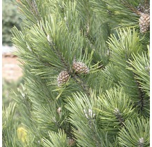 FLORASELF® Bergden Pinus mugo 'Gnom' potmaat Ø21 cm