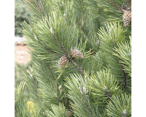FLORASELF® Bergden Pinus mugo 'Gnom' potmaat Ø21 cm