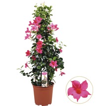 Dipladenia in pot met klimhulp en bloem