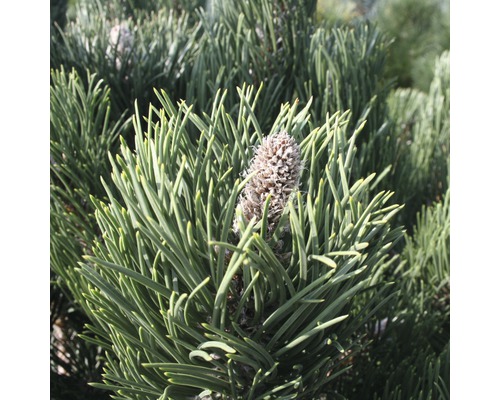 FLORASELF® Zwarte den Pinus nigra 'Oregon Green' potmaat Ø23 cm