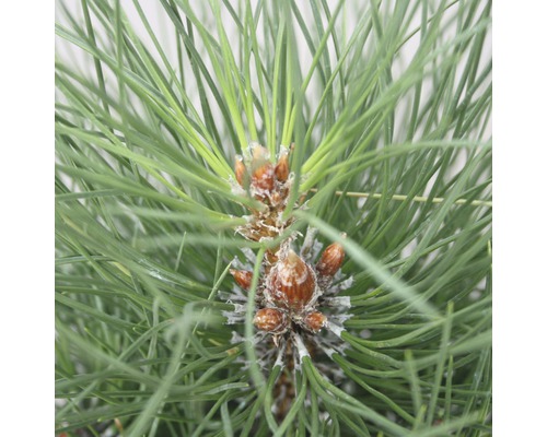 FLORASELF® Zwarte den Pinus nigra 'Green Tower' potmaat Ø21 cm