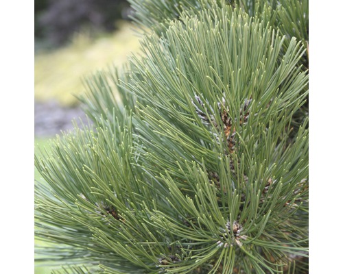 FLORASELF® Bosnische den Pinus heldreighii 'Malinki' potmaat Ø23 cm