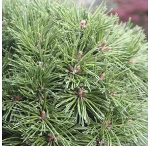 FLORASELF® Bergden Pinus mugo 'Benjamin' potmaat Ø24 cm