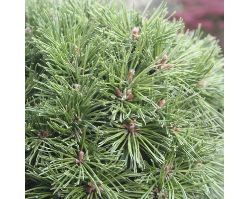 FLORASELF® Bergden Pinus mugo 'Benjamin' potmaat Ø24 cm
