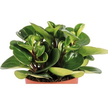 FLORASELF® Peperomia "Peperomia Obtipan" potmaat Ø 10,5 cm