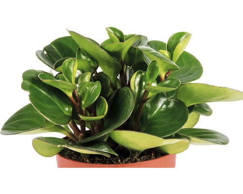 Peperomia in pot