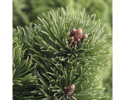 FLORASELF® Bergden Pinus mugo 'Picobello' potmaat Ø21 cm