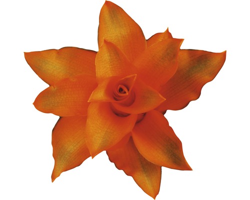 Oranje Tillandsia in detail