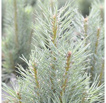 Close-up van dennennaalden