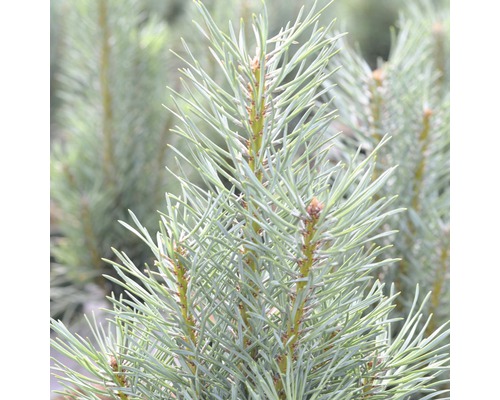 Close-up van dennennaalden