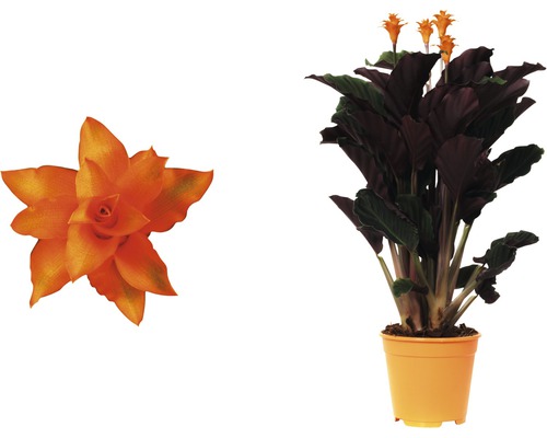 Guzmania kamerplant in pot en close-up van de bloem