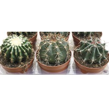 Cactus assortiment in potten
