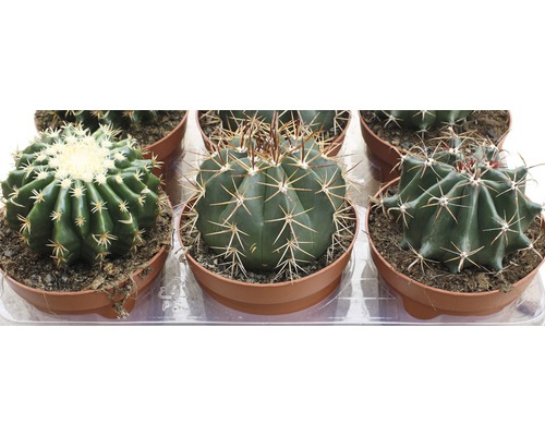Cactus assortiment in potten
