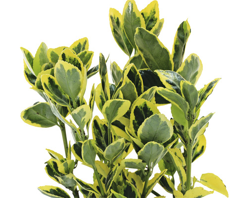 Groenblijvende kardinaalsmuts met geelgroene bladeren