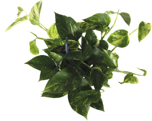 Gouden pothos in een hangende pot met gevlekte bladeren