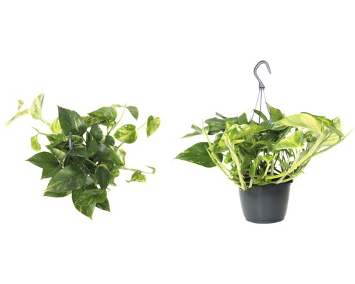 Hangplant met groen-gele bladeren in een pot