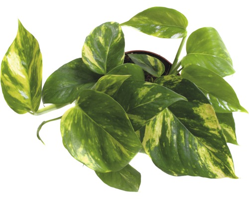 Gouden pothos in een plantenpot