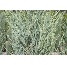 FLORASELF Jeneverbes Juniperus scopulorum 'Blue Arrow' potmaat Ø 24 cm H 60-80 cm
