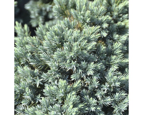 Close-up van een dwergcypres