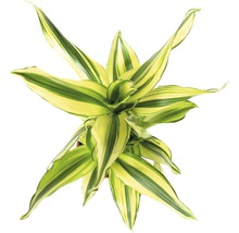 Bovenaanzicht van een kamerplant Dracaena fragrans