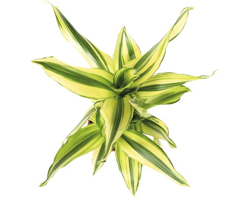 Bovenaanzicht van een kamerplant Dracaena fragrans
