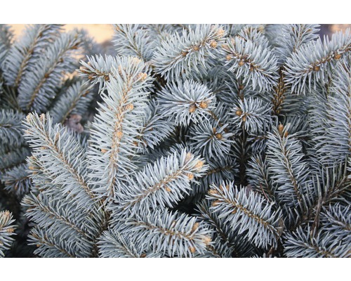 Close-up van takken van een blauwspar.