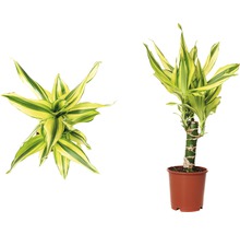 Twee aanzichten van een Dracaena fragrans in pot.