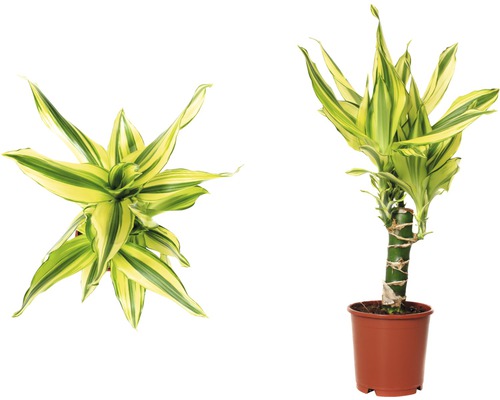 Twee aanzichten van een Dracaena fragrans in pot.