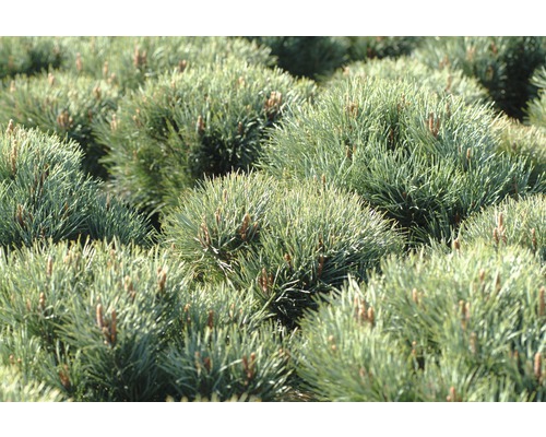 Close-up van dwergdennen in een tuinbed.