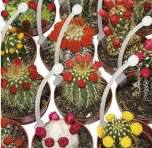 Verschillende bloeiende cactussen in potten