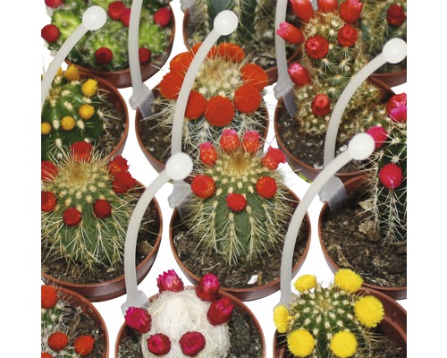 Verschillende bloeiende cactussen in potten