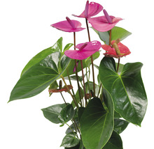 Anthurium plant met groene bladeren en gekleurde bloemen