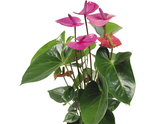 FLORASELF Flamingoplant Anthurium andreanum 'Purple' potmaat Ø 17.0 cm H 55-60 cm Anthurium plant met groene bladeren en gekleurde bloemen