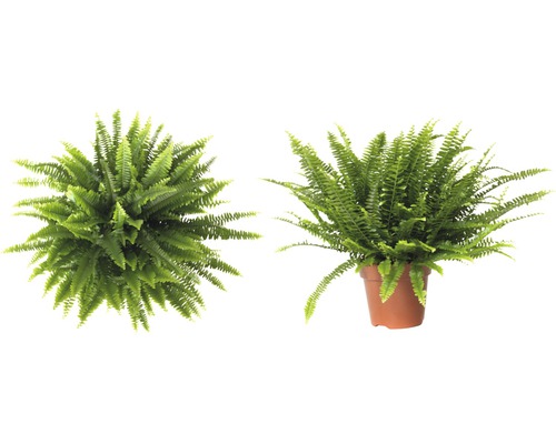 Twee groene zwaardvarens, één in een pot en één vanuit vogelperspectief.