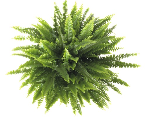 Bovenaanzicht van een groene krulvaren