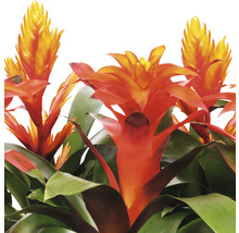 Bromelia met oranje bloemen en groene bladeren.