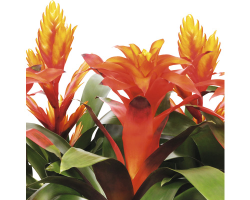 Bromelia met oranje bloemen en groene bladeren.