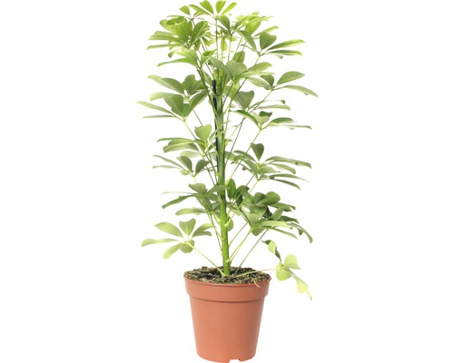 FLORASELF® Vingerboom "Schefflera Arboricola Nora" potmaat Ø 13 cm