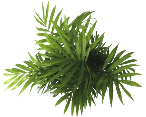Kamerpalm vanuit vogelperspectief