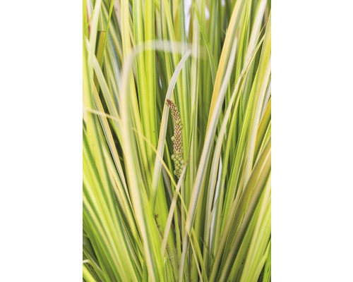 Bladeren en bloeiwijze van een tuinplant